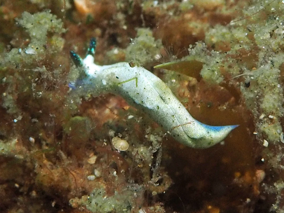 Elysia sp 37 - Indonesia - Lembeh