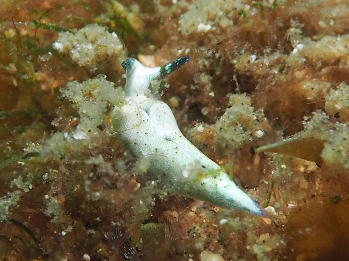 Elysia sp 37 - Indonesia - Lembeh