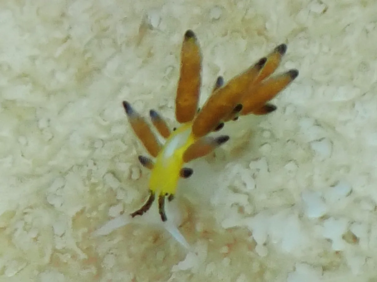 Ercolania sp - Philippines - Anilao