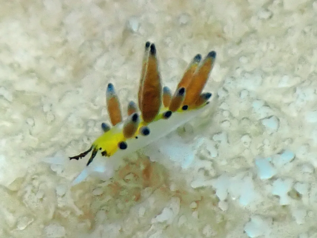 Ercolania sp - Philippines - Anilao