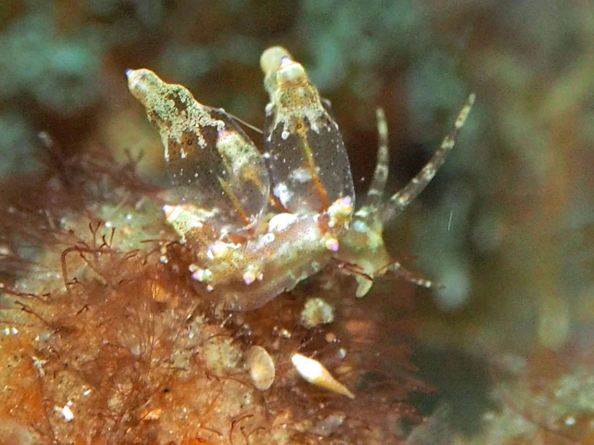 Eubranchus ocellatus - Indonesia - Lembeh