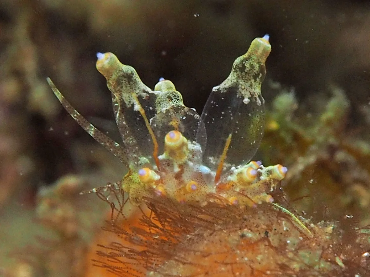 Eubranchus ocellatus - Indonesia - Lembeh