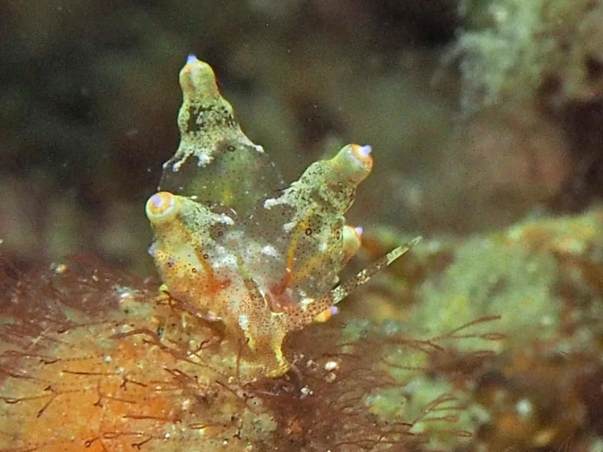 Eubranchus ocellatus - Indonesia - Lembeh