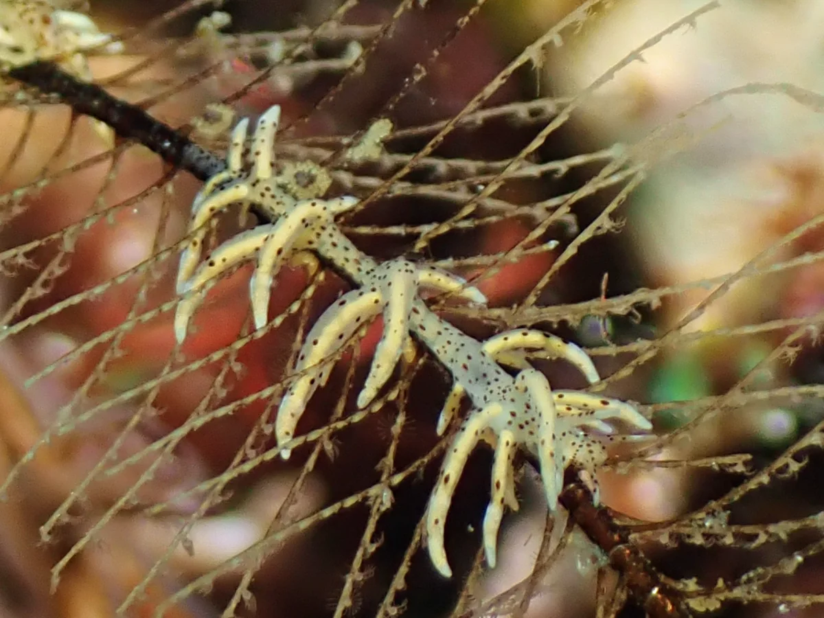 Eubranchus sp 23 - Philippines - Anilao