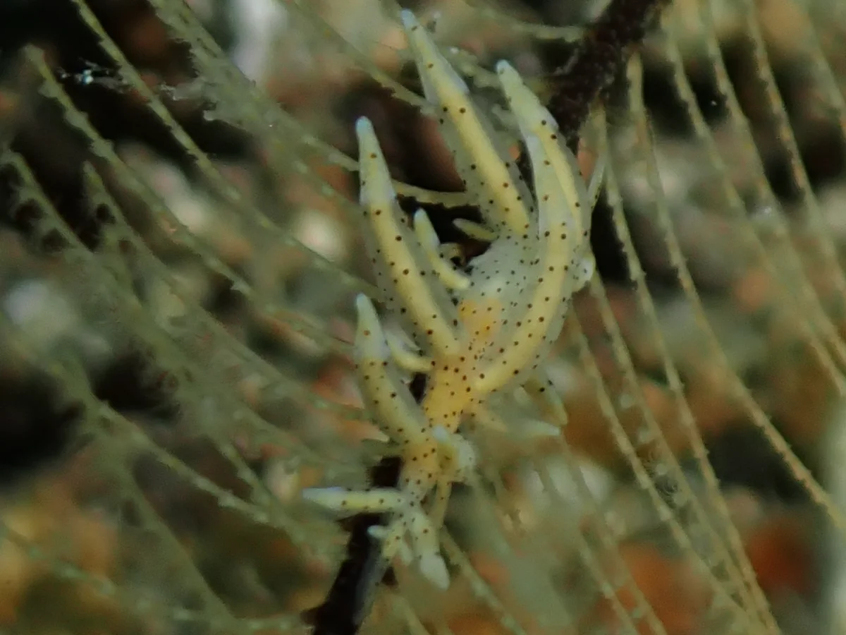 Eubranchus sp 23 - Philippines - Anilao