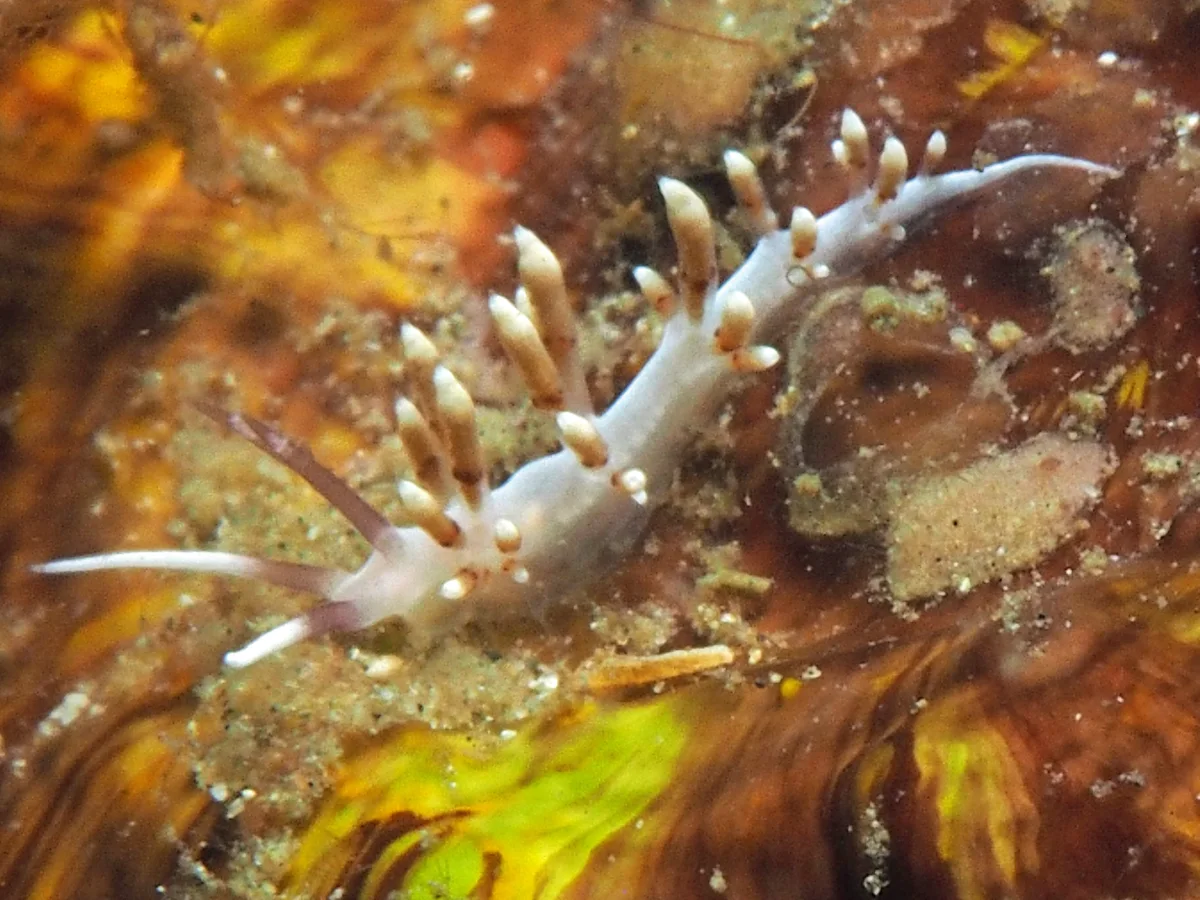 Facelinid sp - Indonesia - Lembeh