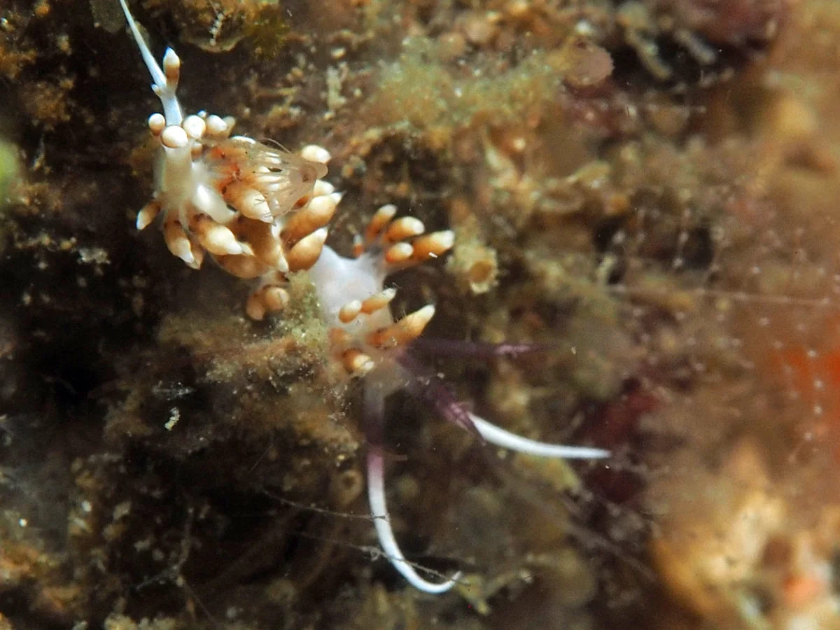 Facelinid sp - Indonesia - Lembeh
