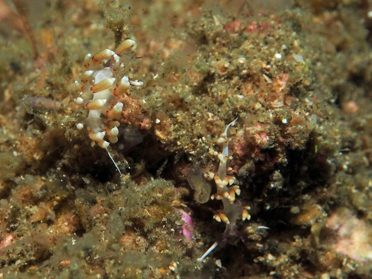 Facelinid sp - Indonesia - Lembeh