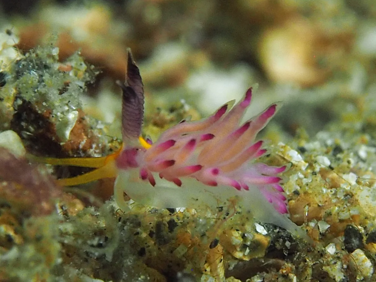 Favorinus mirabilis - Indonesia - Lembeh