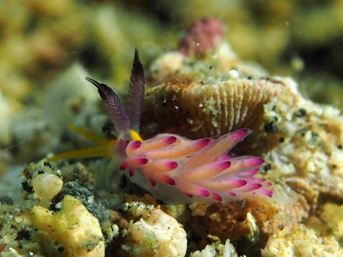 Favorinus mirabilis - Indonesia - Lembeh