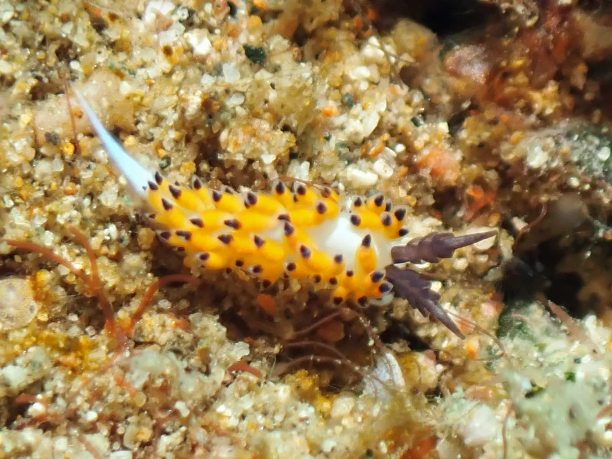 Favorinus tsuruganus - Philippines - Anilao