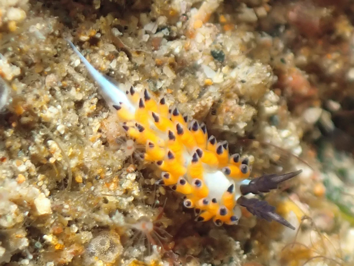 Favorinus tsuruganus - Philippines - Anilao