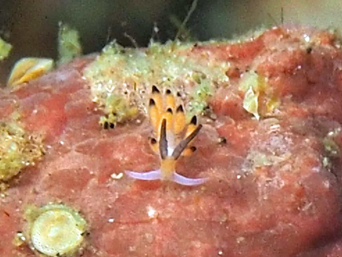 Favorinus tsuruganus - Indonesia - Lembeh