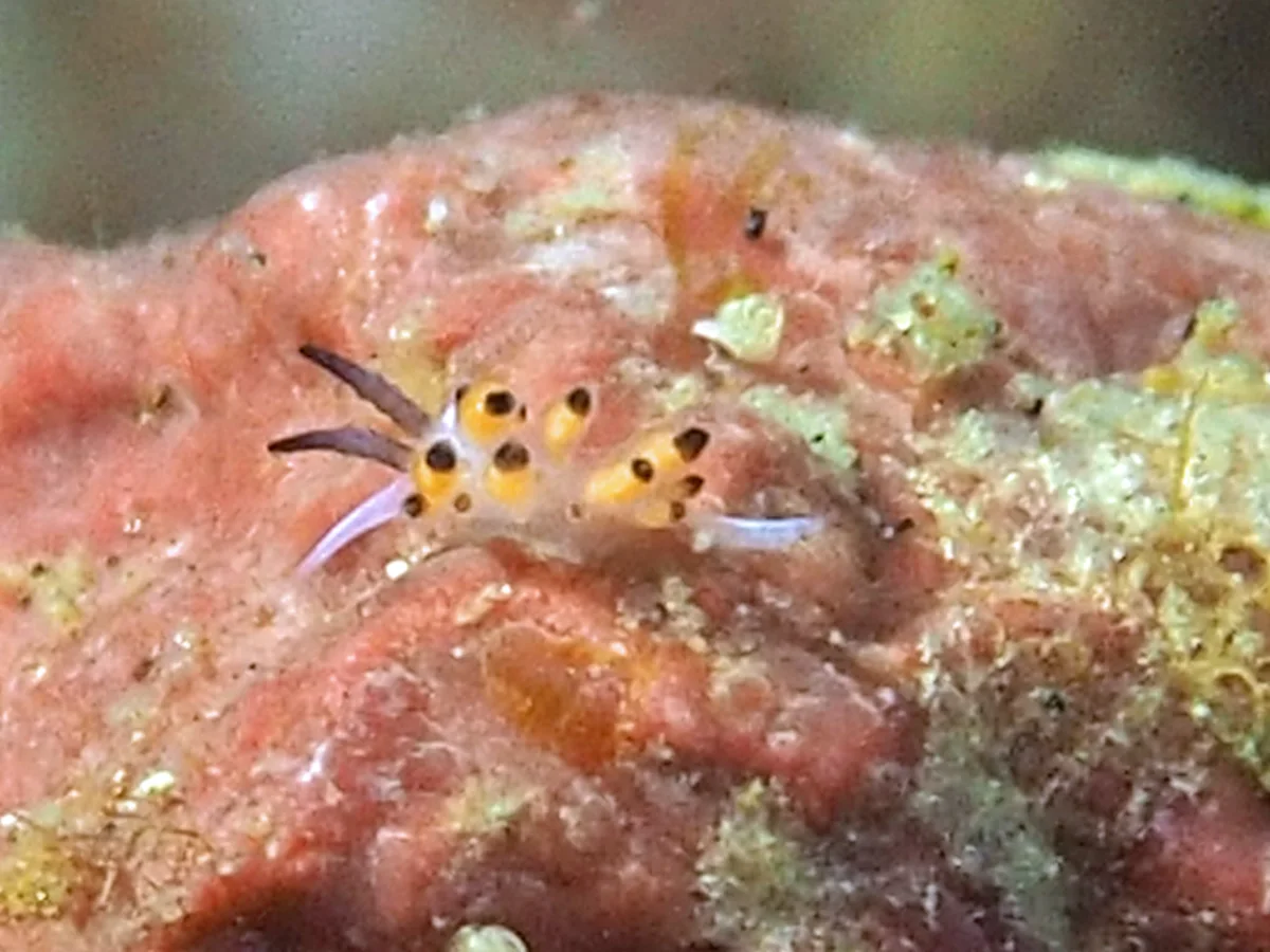 Favorinus tsuruganus - Indonesia - Lembeh