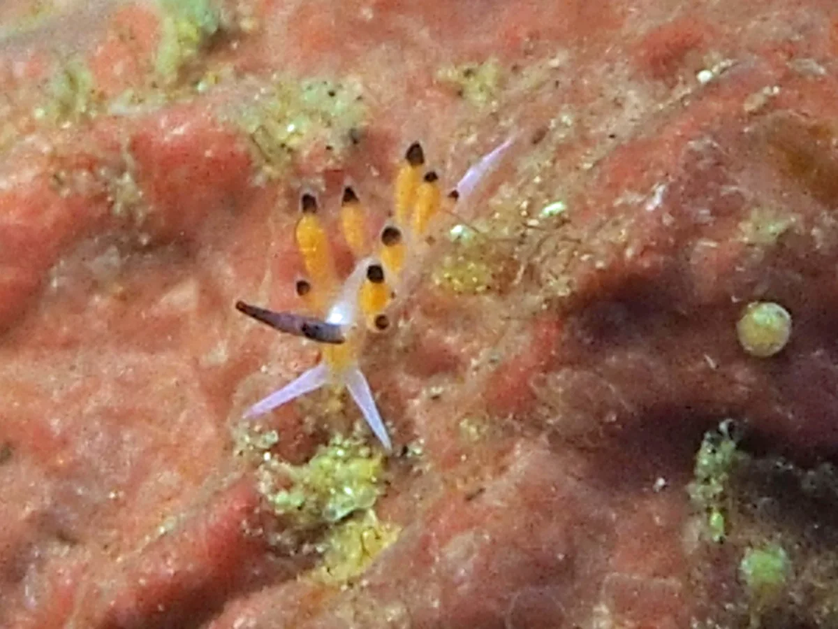 Favorinus tsuruganus - Indonesia - Lembeh