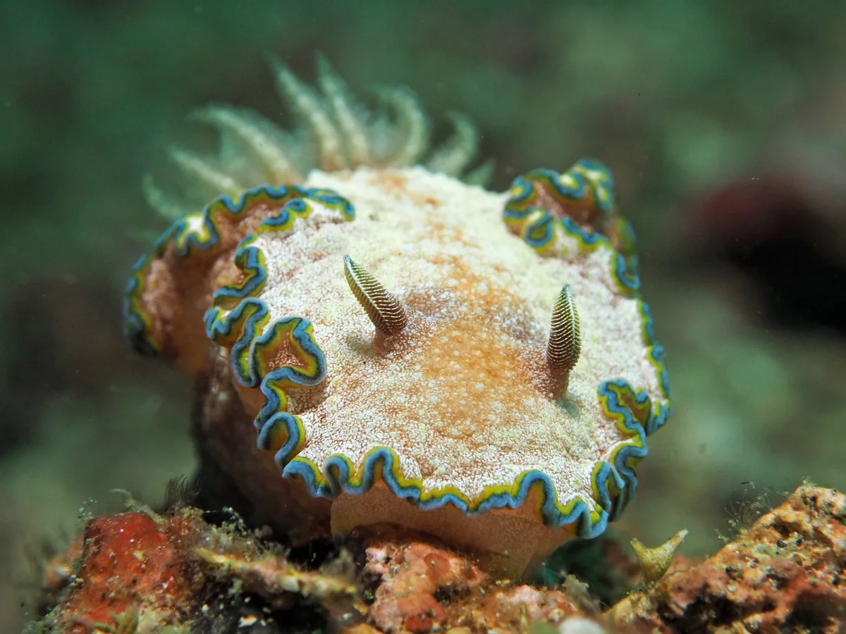 Glossodoris acosti - Indonesia