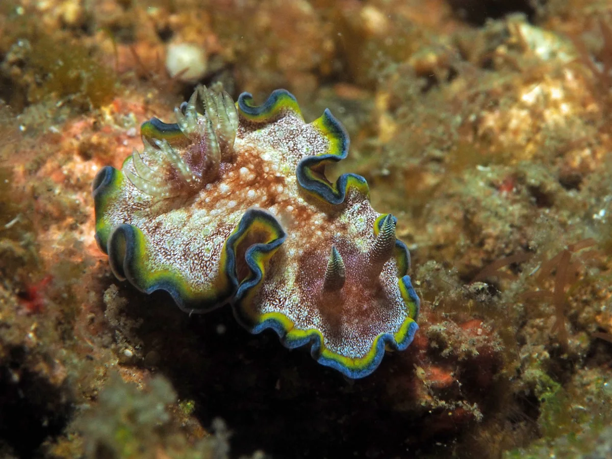 Glossodoris acosti - Indonesia - Lembeh