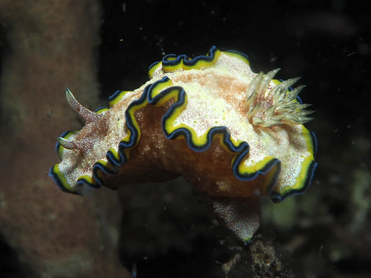 Glossodoris acosti - Indonesia - Lembeh
