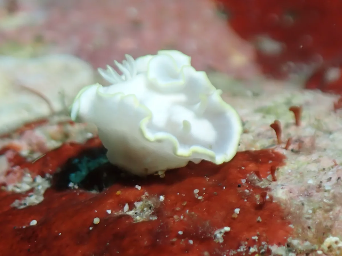 Glossodoris buko - Philippines - Anilao