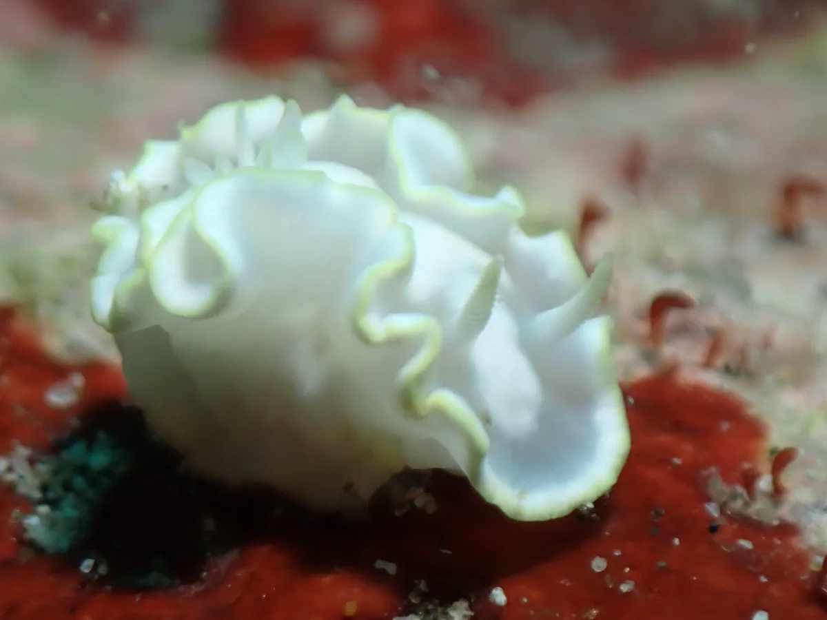 Glossodoris buko - Philippines - Anilao