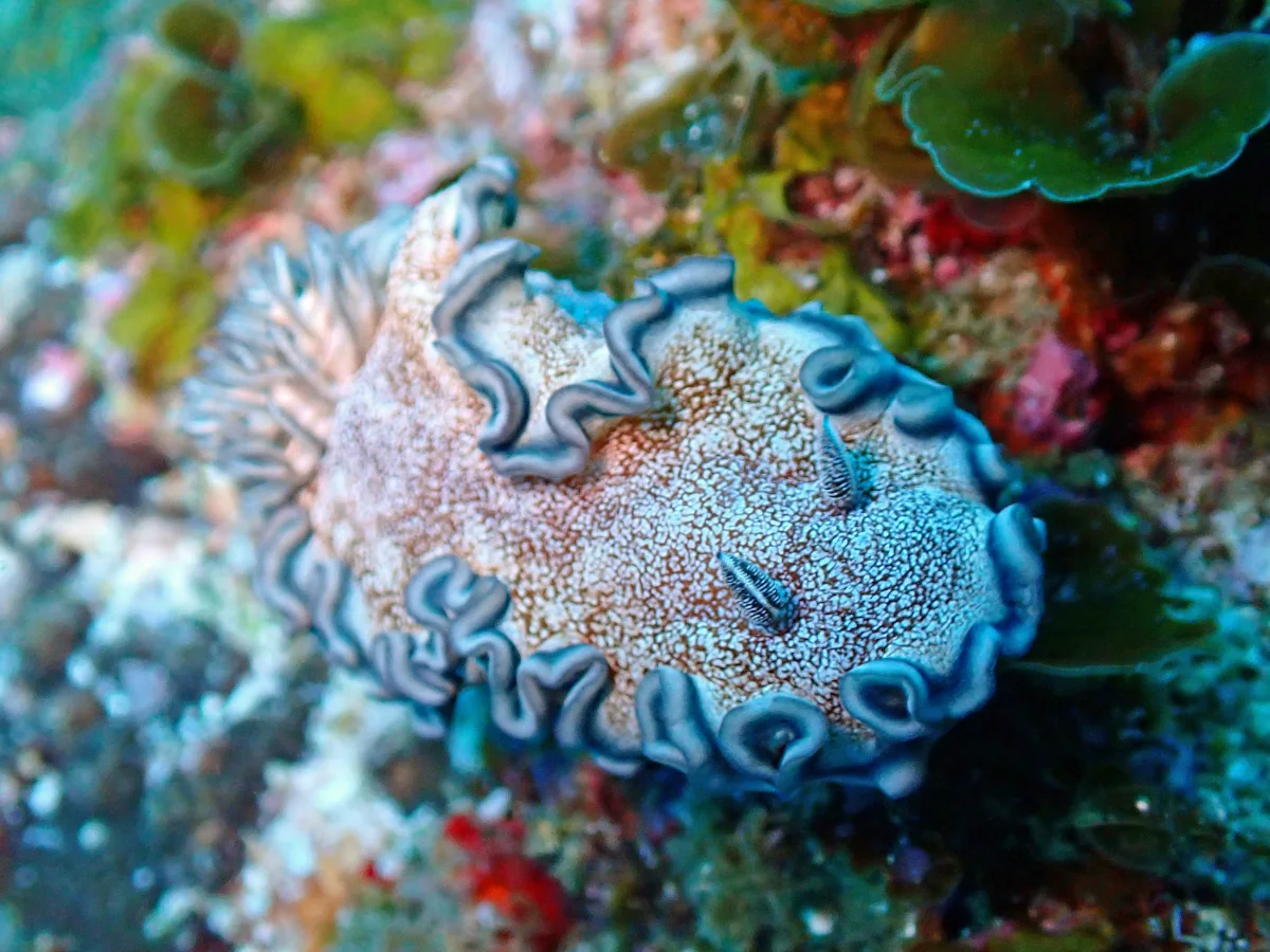 Glossodoris hikuerensis - Mozambique - Inhambane