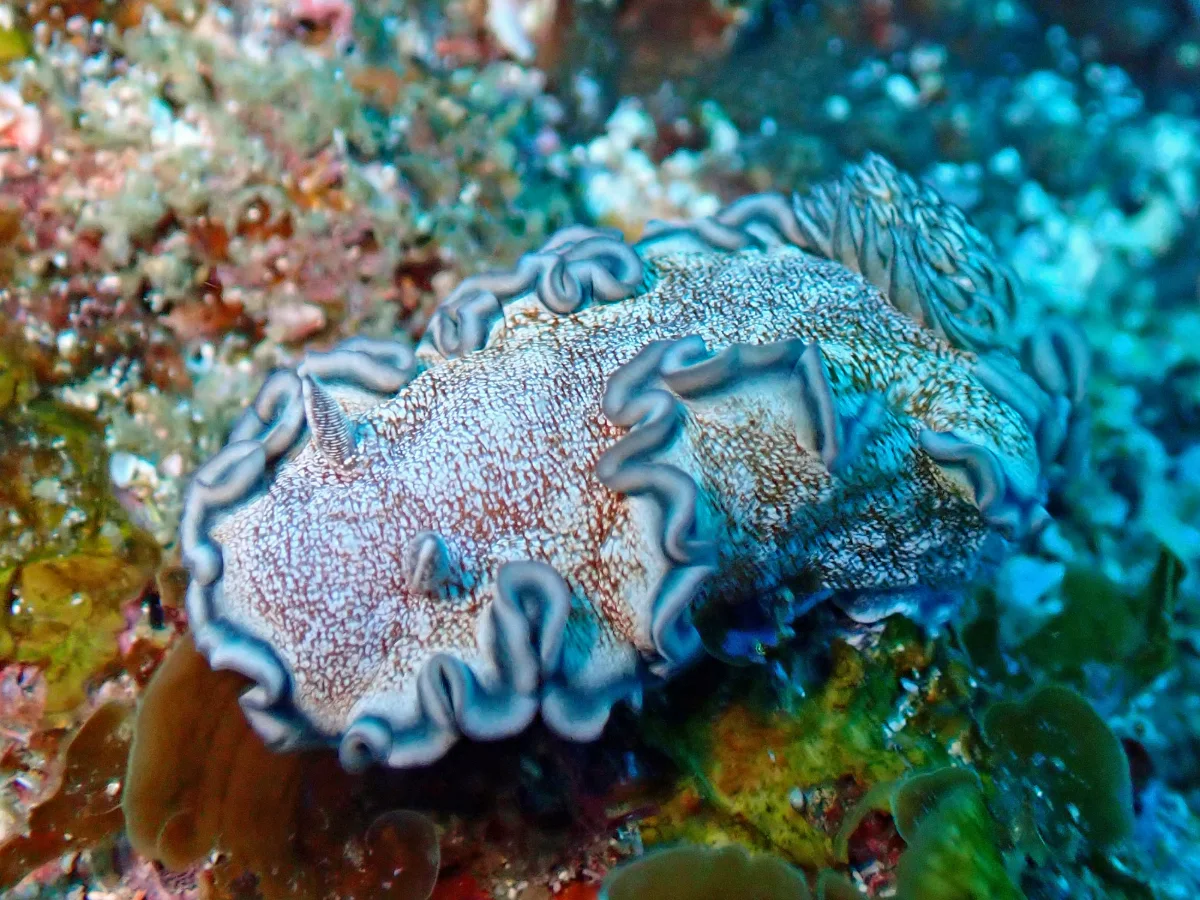 Glossodoris hikuerensis - Mozambique - Inhambane