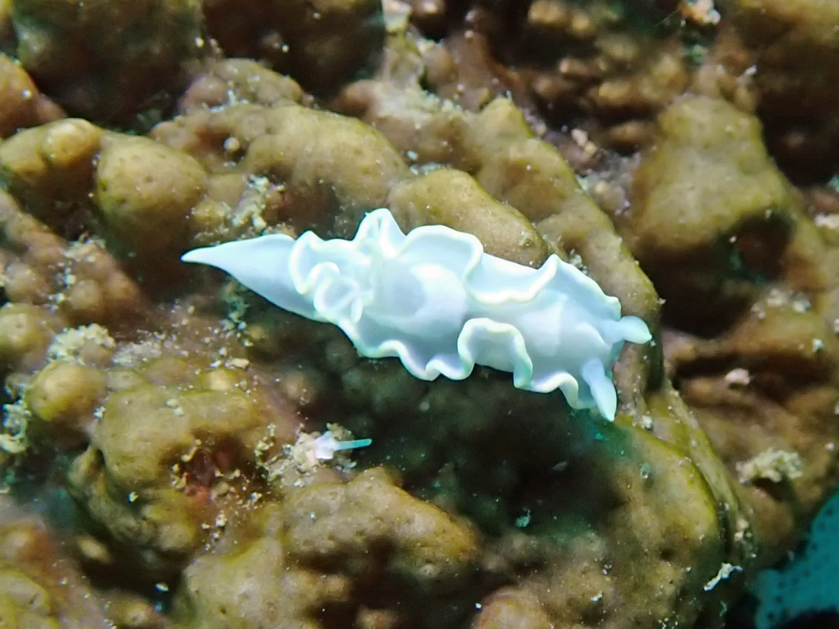 Glossodoris pallida - Mozambique - Inhambane