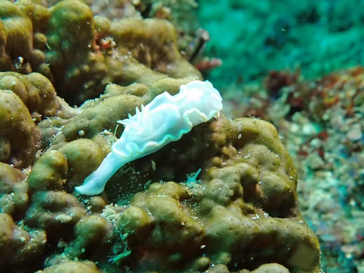 Glossodoris pallida - Mozambique - Inhambane