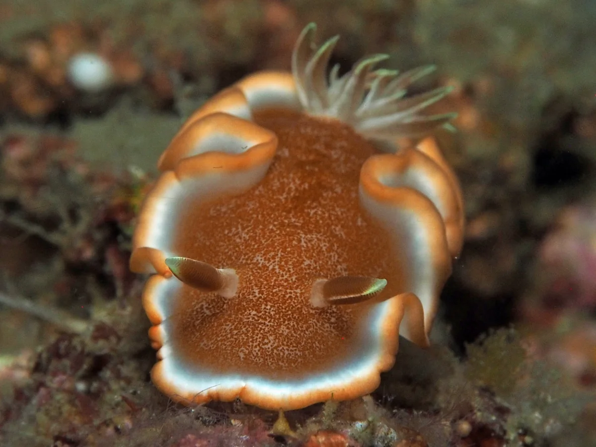 Glossodoris rufomarginata - Indonesia - Lembeh