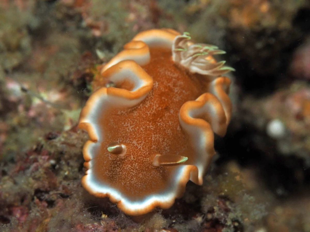 Glossodoris rufomarginata - Indonesia - Lembeh