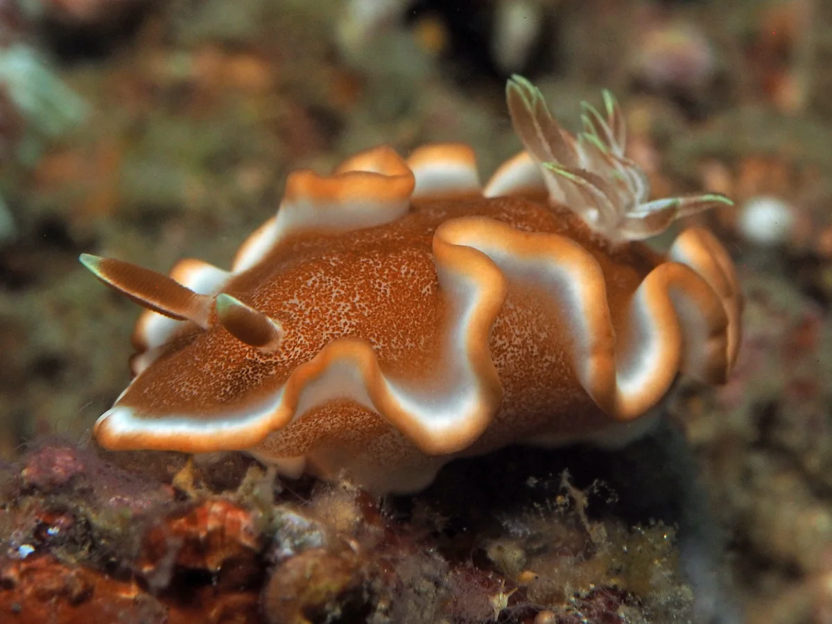 Glossodoris rufomarginata - Indonesia - Lembeh