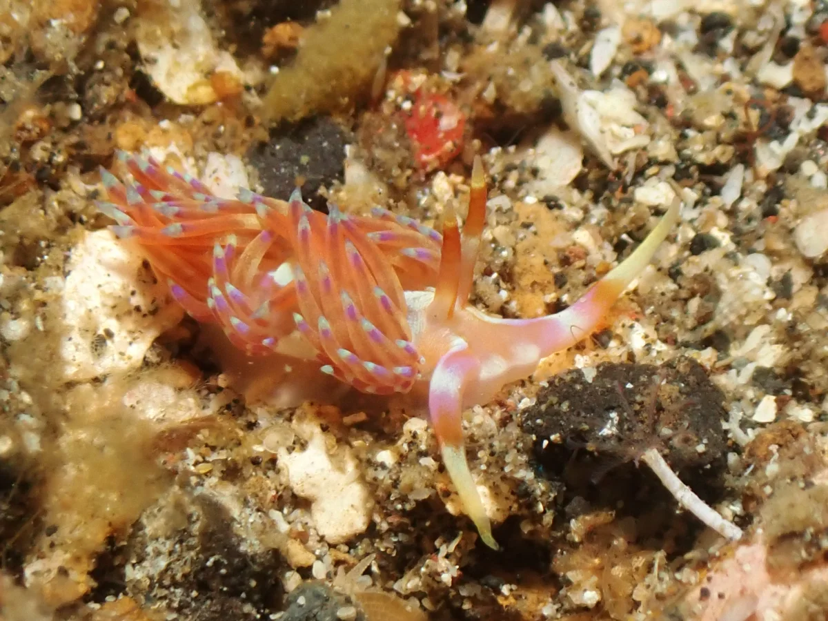 Godiva sp 2 - Indonesia - Lembeh