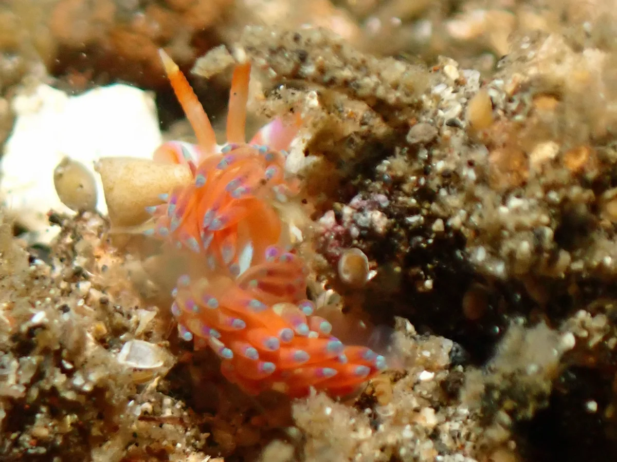 Godiva sp 2 - Indonesia - Lembeh