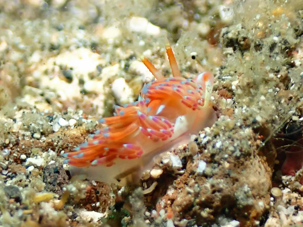 Godiva sp 2 - Indonesia - Lembeh