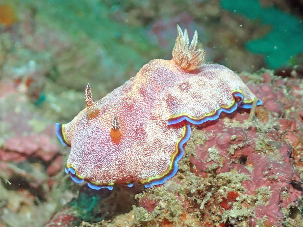 Goniobranchus albopunctatus - Philippines - Anilao