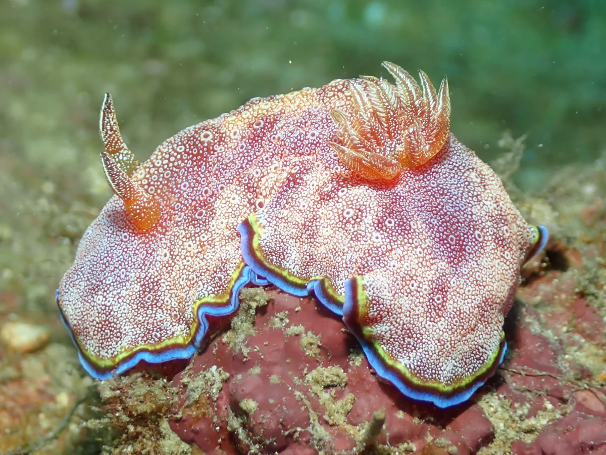 Goniobranchus albopunctatus - Philippines - Anilao