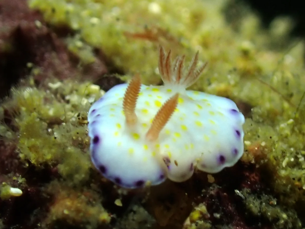 Goniobranchus aureopurpureus - Indonesia - Lembeh