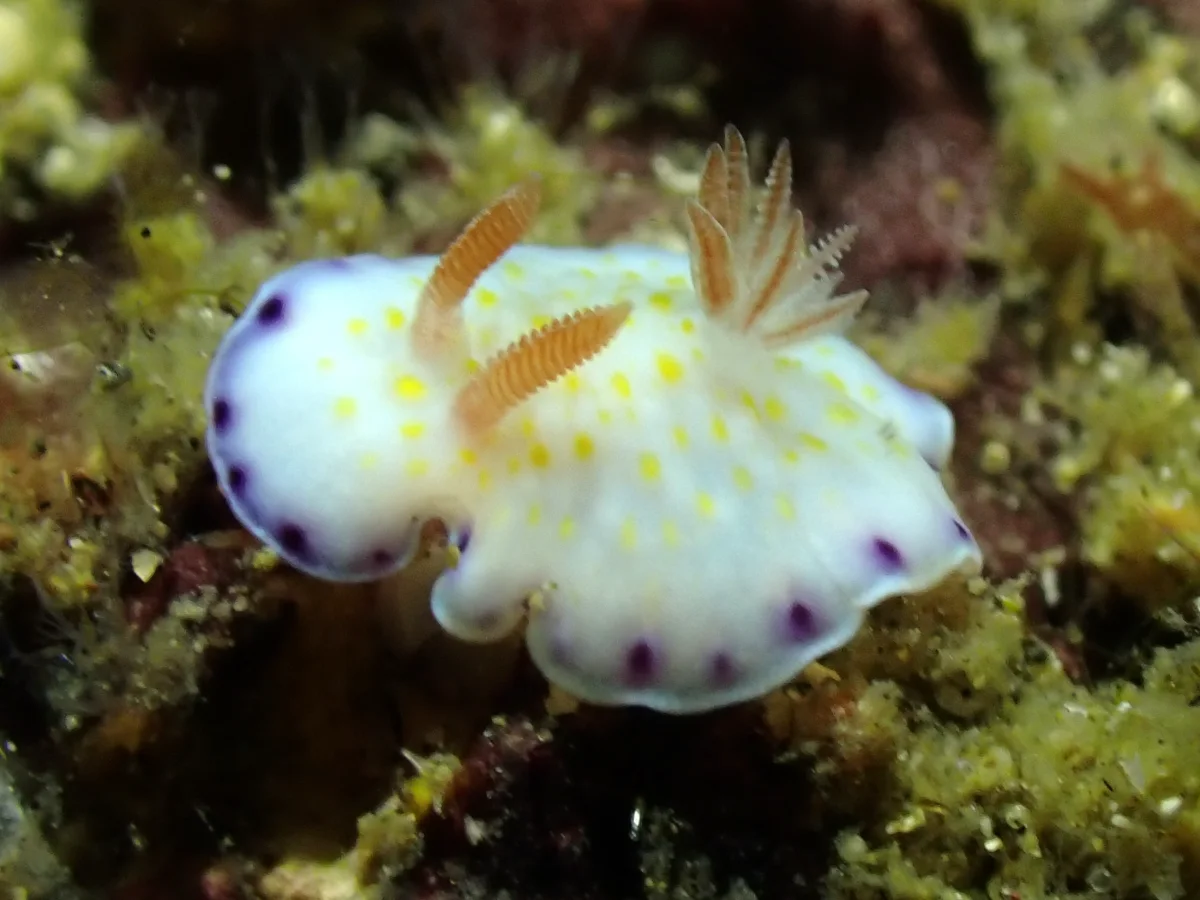 Goniobranchus aureopurpureus - Indonesia - Lembeh