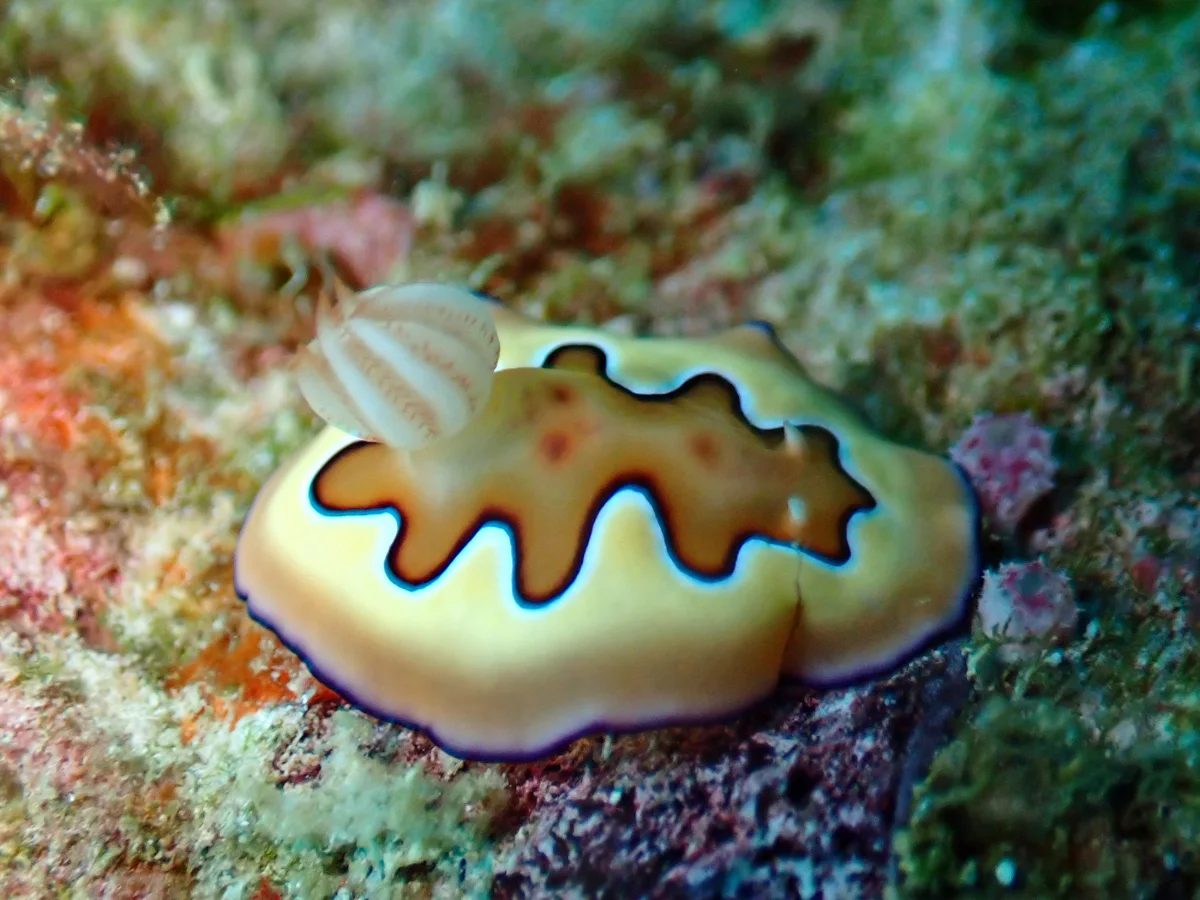 Goniobranchus coi - Indonesia - Raja Ampat