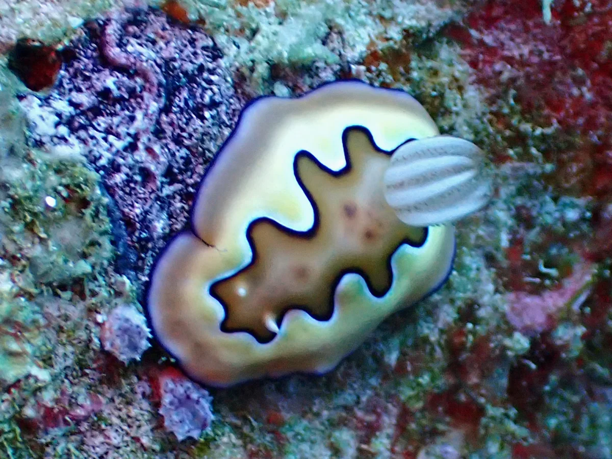 Goniobranchus coi - Indonesia - Raja Ampat