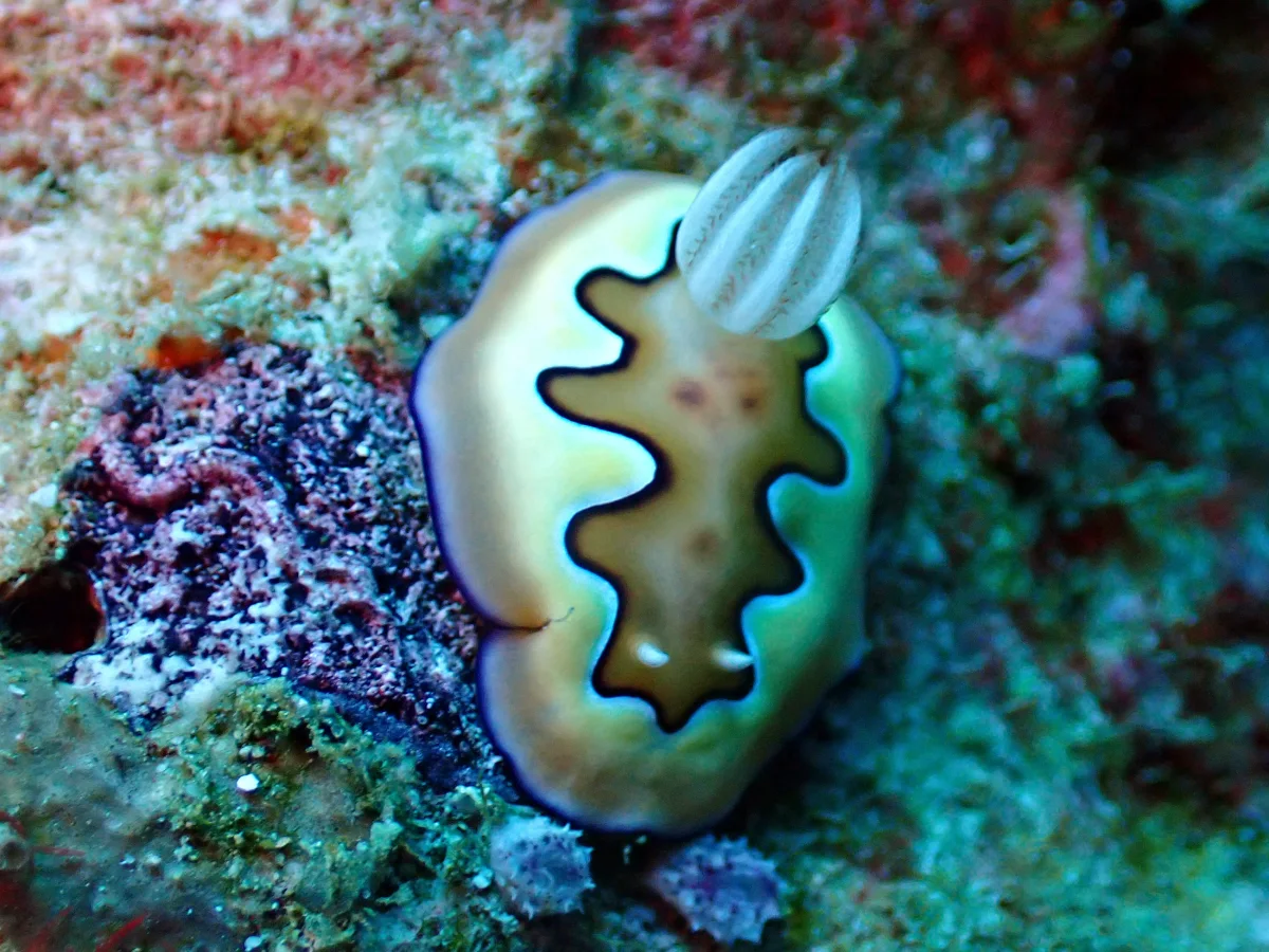 Goniobranchus coi - Indonesia - Raja Ampat
