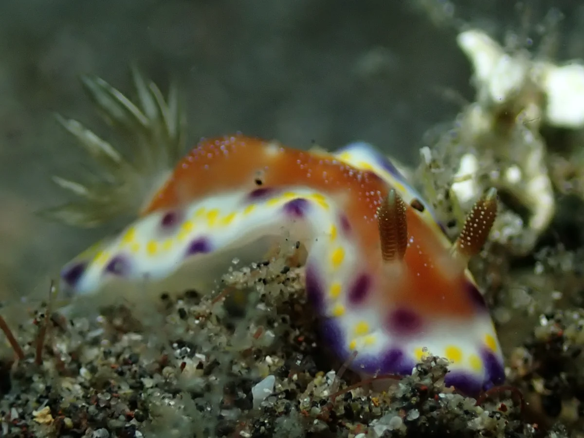 Goniobranchus collingwoodi - Indonesia