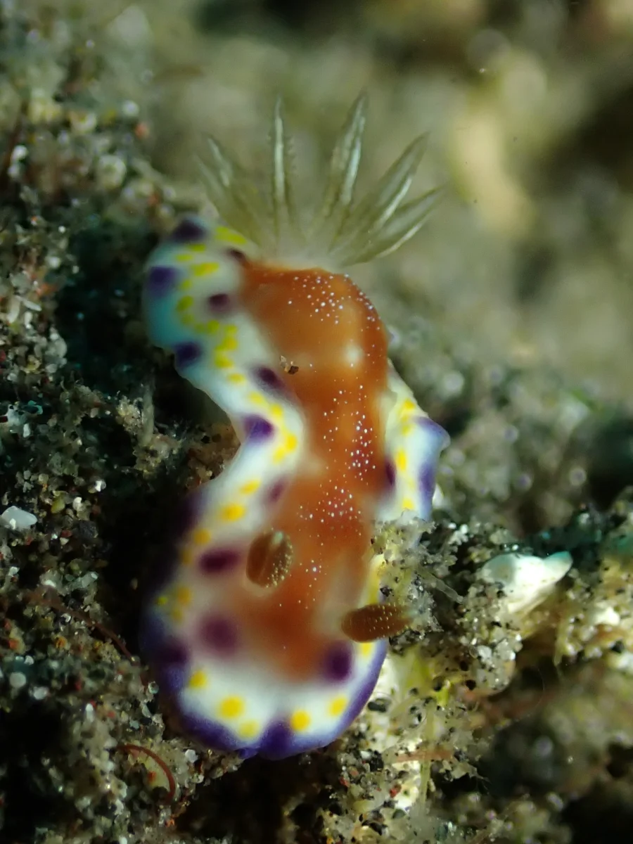 Goniobranchus collingwoodi - Indonesia