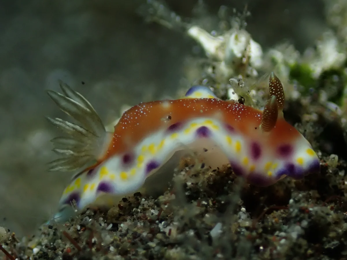 Goniobranchus collingwoodi - Indonesia