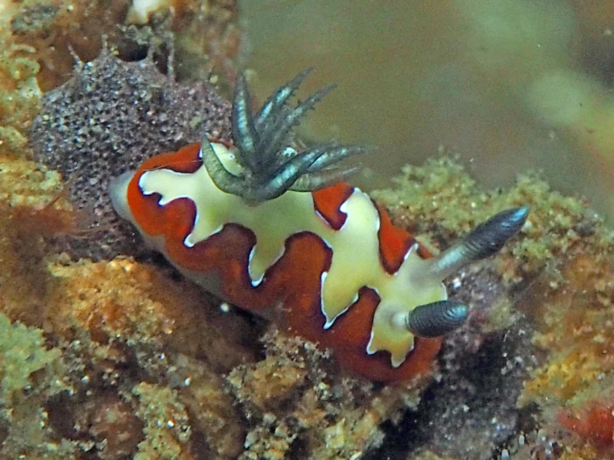 Goniobranchus fidelis - Indonesia - Lembeh