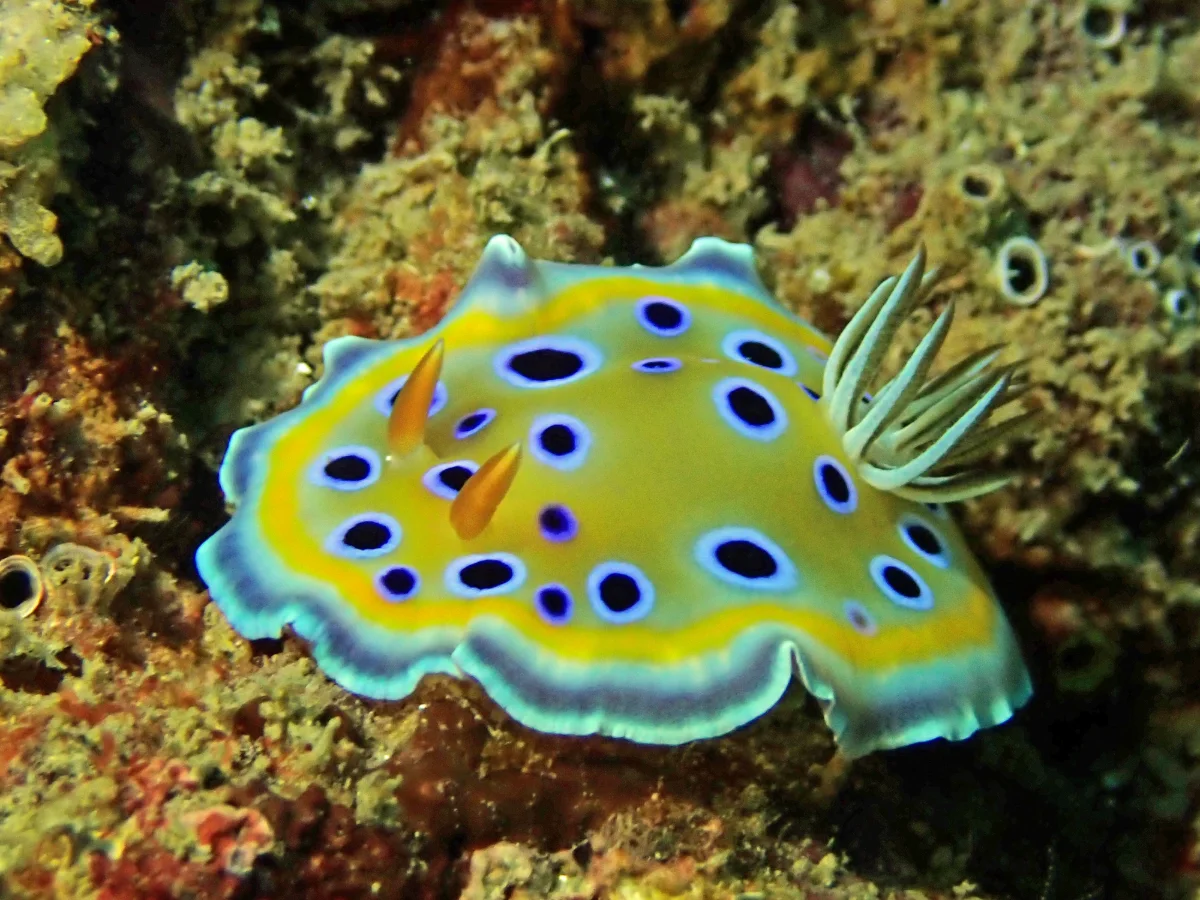Goniobranchus geminus - Mozambique - Inhambane