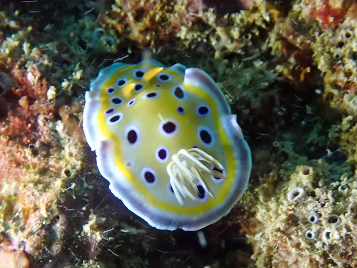 Goniobranchus geminus - Mozambique - Inhambane