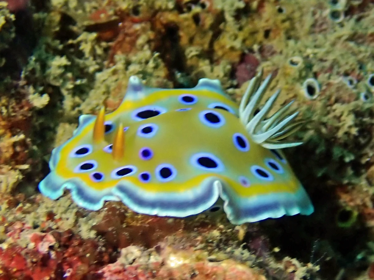 Goniobranchus geminus - Mozambique - Inhambane