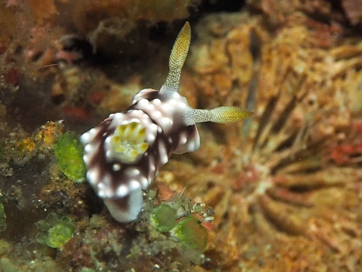 Goniobranchus geometricus - Indonesia - Lembeh