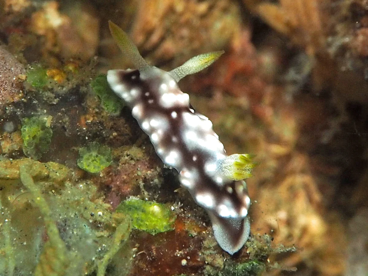 Goniobranchus geometricus - Indonesia - Lembeh